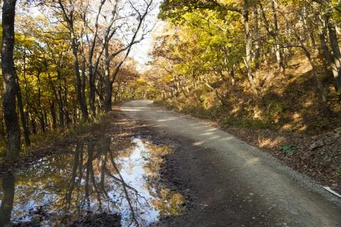 Autumn forest Stock Photos