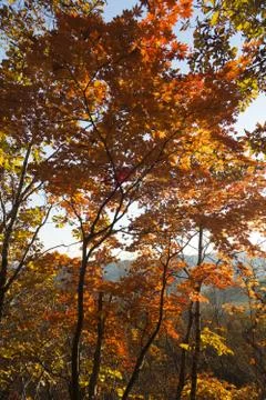 Autumn forest Stock Photos