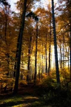 Autumn forest Stock Photos