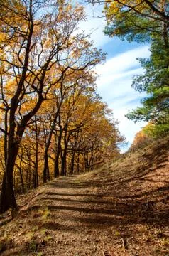 Autumn forest Stock Photos