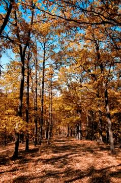 Autumn forest Stock Photos