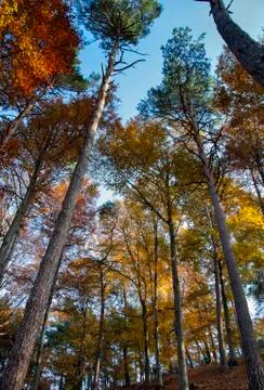 Autumn forest Stock Photos