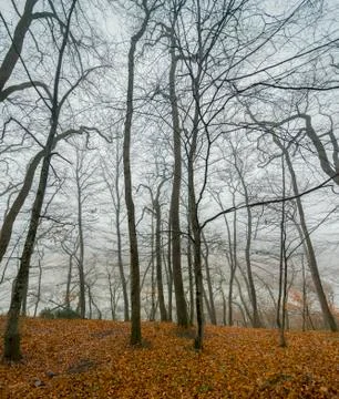Autumn in the forest Stock Photos