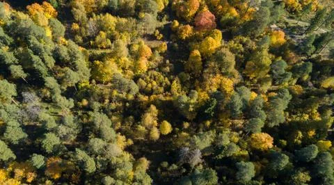 Autumn forest Stock Photos