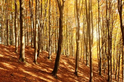 Autumn forest Stock Photos