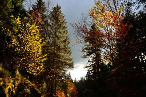 Autumn forest Stock Photos