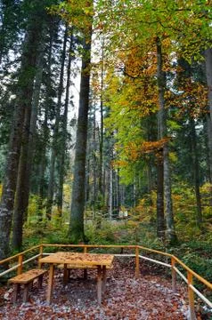 Autumn forest Stock Photos