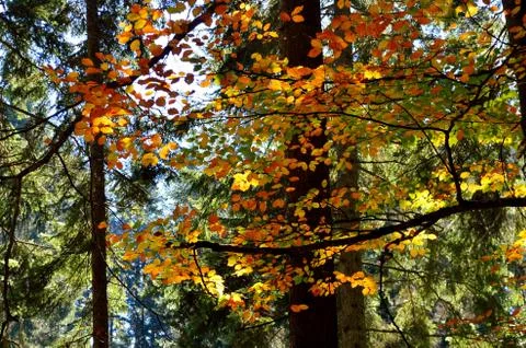Autumn in the forest Stock Photos