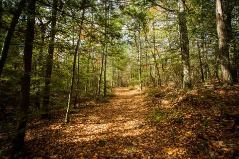 Autumn forest Stock Photos