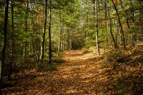 Autumn forest Stock Photos