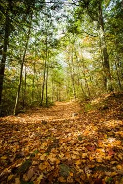 Autumn forest Stock Photos