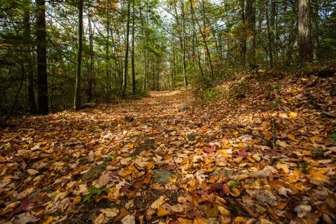 Autumn forest Stock Photos