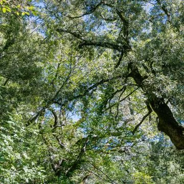 The Autumn Forest Stock Photos