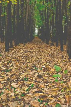 Autumn forest Stock Photos