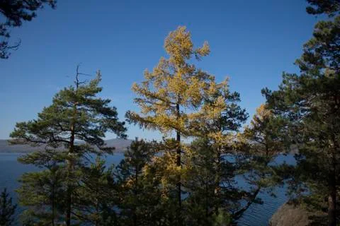 Autumn forest Stock Photos