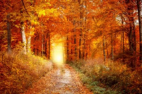 Autumn forest Stock Photos