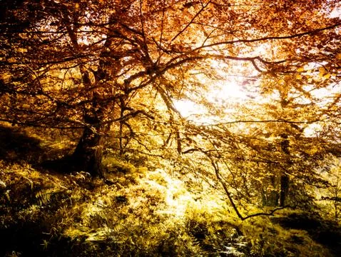 Autumn forest Foto stock