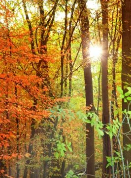 Autumn forest Stock Photos