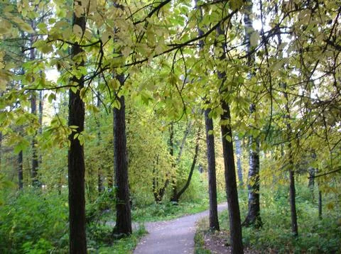 Autumn forest Stock Photos
