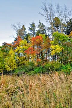 Autumn forest Stock Photos