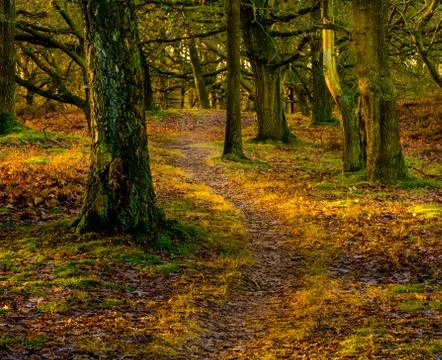 Autumn forest Stock Photos