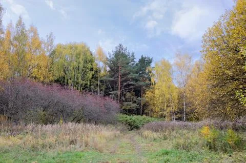 Autumn forest Stock Photos