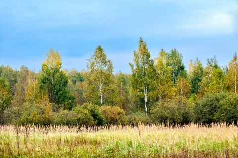 Autumn forest Stock Photos