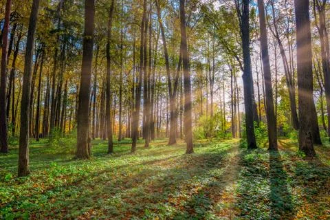 Autumn forest Stock Photos