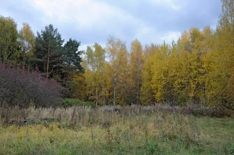 Autumn forest Stock Photos