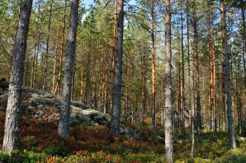 Autumn forest Stock Photos