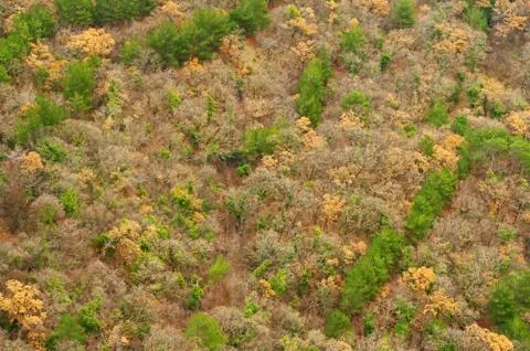 The autumn forest Stock Photos