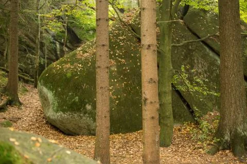 Autumn in the forest Stock Photos