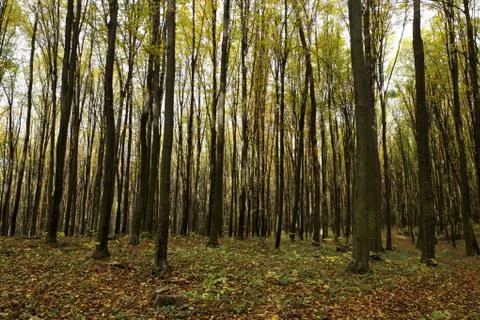 Autumn Forest Stock Photos