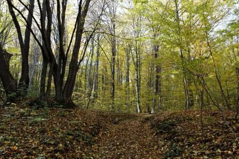 Autumn Forest Stock Photos