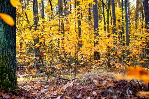 Autumn forest. Stock Photos