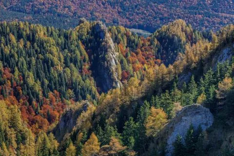 Autumn forest Stock Photos