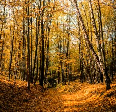 Autumn forest Фото