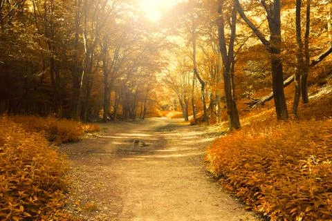 Autumn forest Foto stock