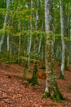 Autumn in the forest Photos
