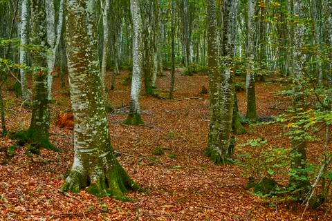 Autumn in the forest Photos