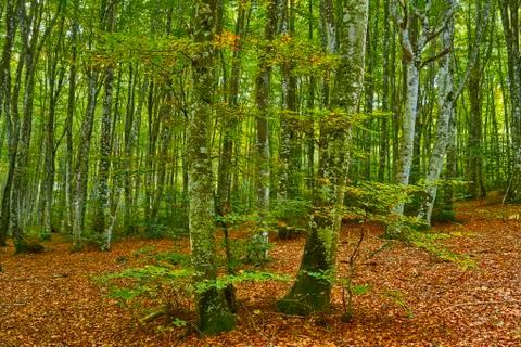 Autumn in the forest 写真素材