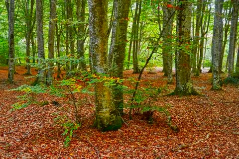 Autumn in the forest Photos