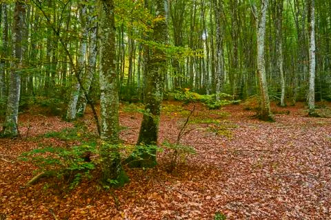 Autumn in the forest Photos