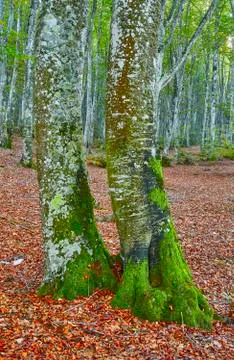Autumn in the forest 写真素材