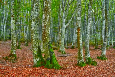 Autumn in the forest 스톡 사진