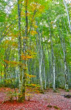Autumn in the forest Photos