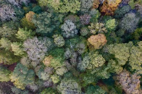 Autumn forest Stock Photos