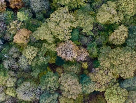 Autumn forest Stock Photos