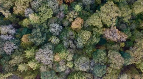 Autumn forest Stock Photos