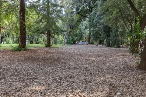 The Autumn Forest Stock Photos